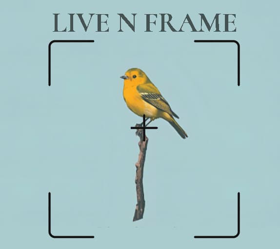 live n frame